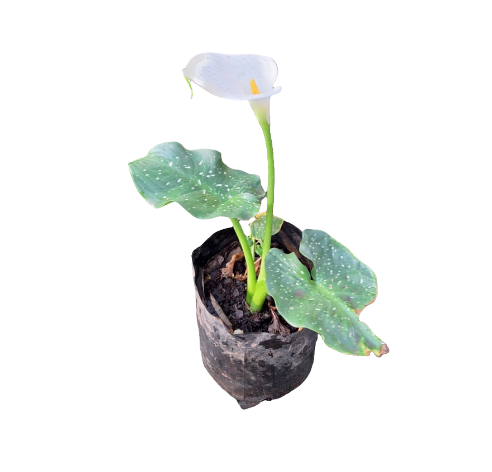 Zantedeschia (Calla Lily) (4 litres)