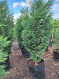 The Green Privacy Screen | Mature Leylandii Cypress Trees | Guvies