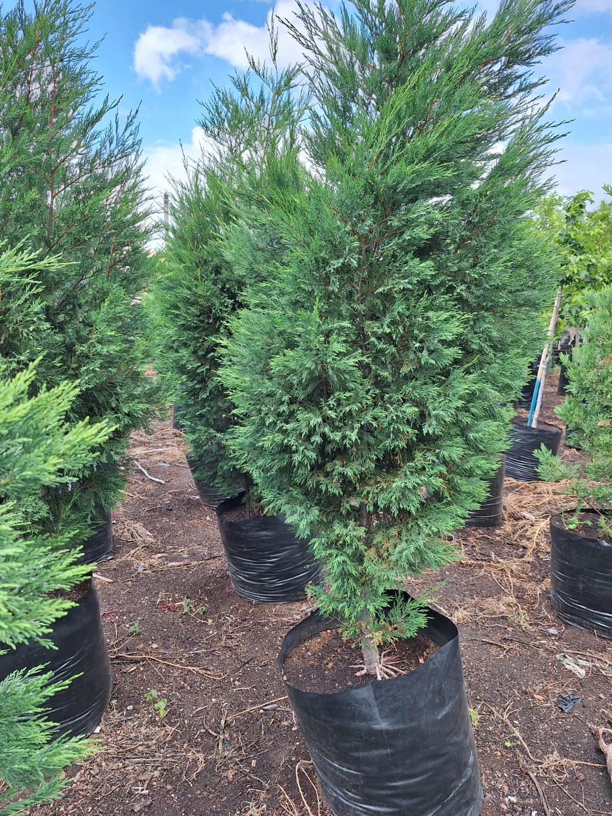 The Green Privacy Screen | Mature Leylandii Cypress Trees | Guvies