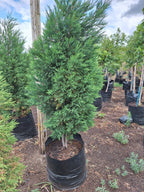 The Green Privacy Screen | Mature Leylandii Cypress Trees | Guvies