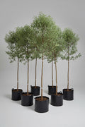 Guvies.co.za rhus Lancea 100 litres