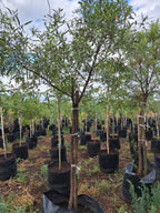 Guvies.co.za rhus Lancea 100 litres