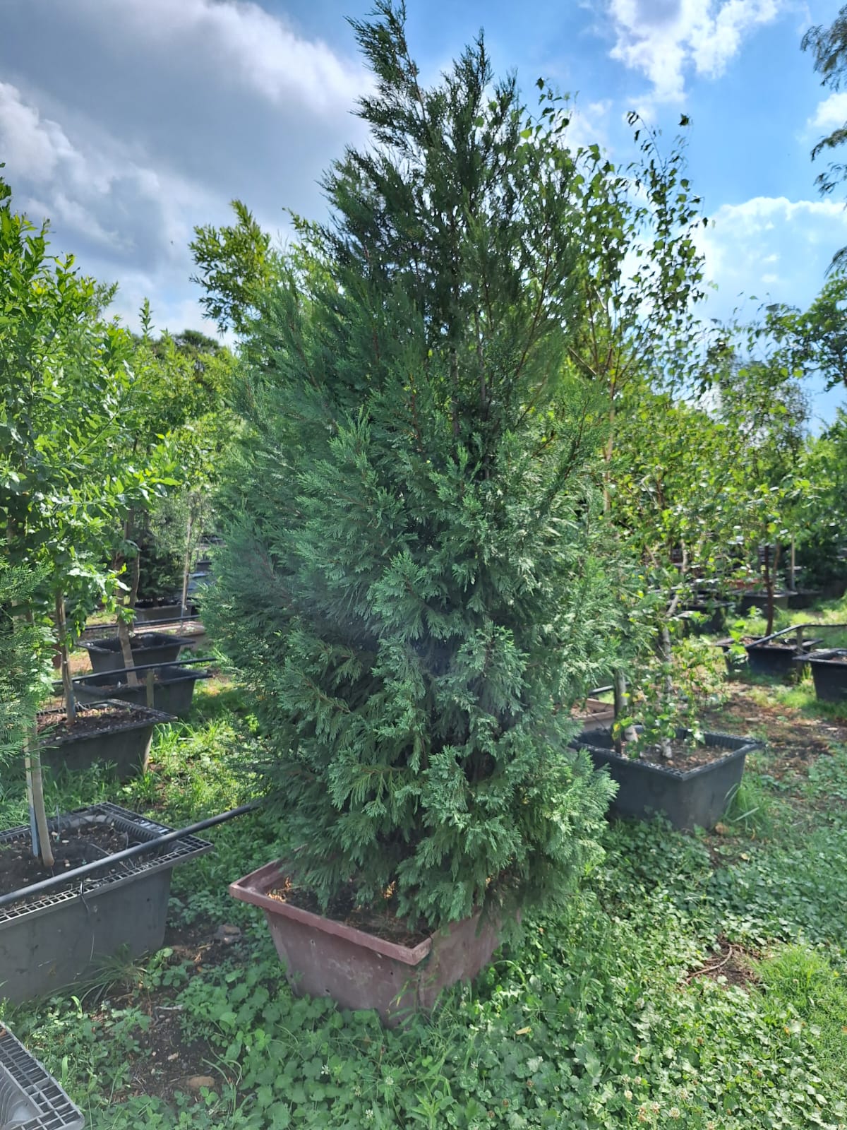 The Green Privacy Screen | Mature Leylandii Cypress Trees | Guvies