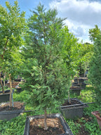 The Green Privacy Screen | Mature Leylandii Cypress Trees | Guvies