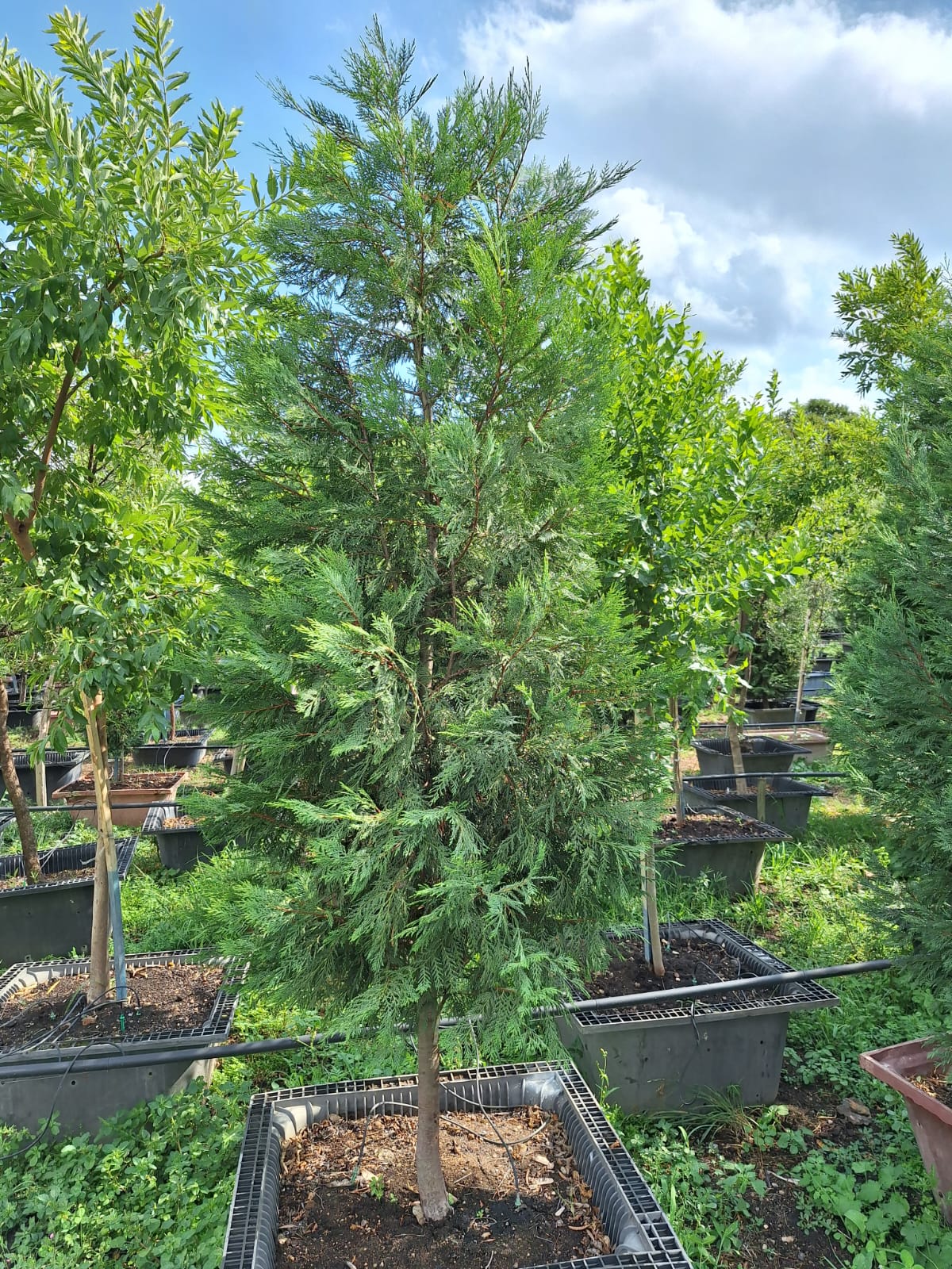The Green Privacy Screen | Mature Leylandii Cypress Trees | Guvies