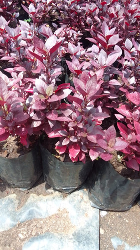 Guvies.co.za Alternanthera dentata in 4 Litre bag