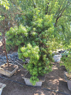 Yellow wood Tree (podocarpus) (Gauteng only)