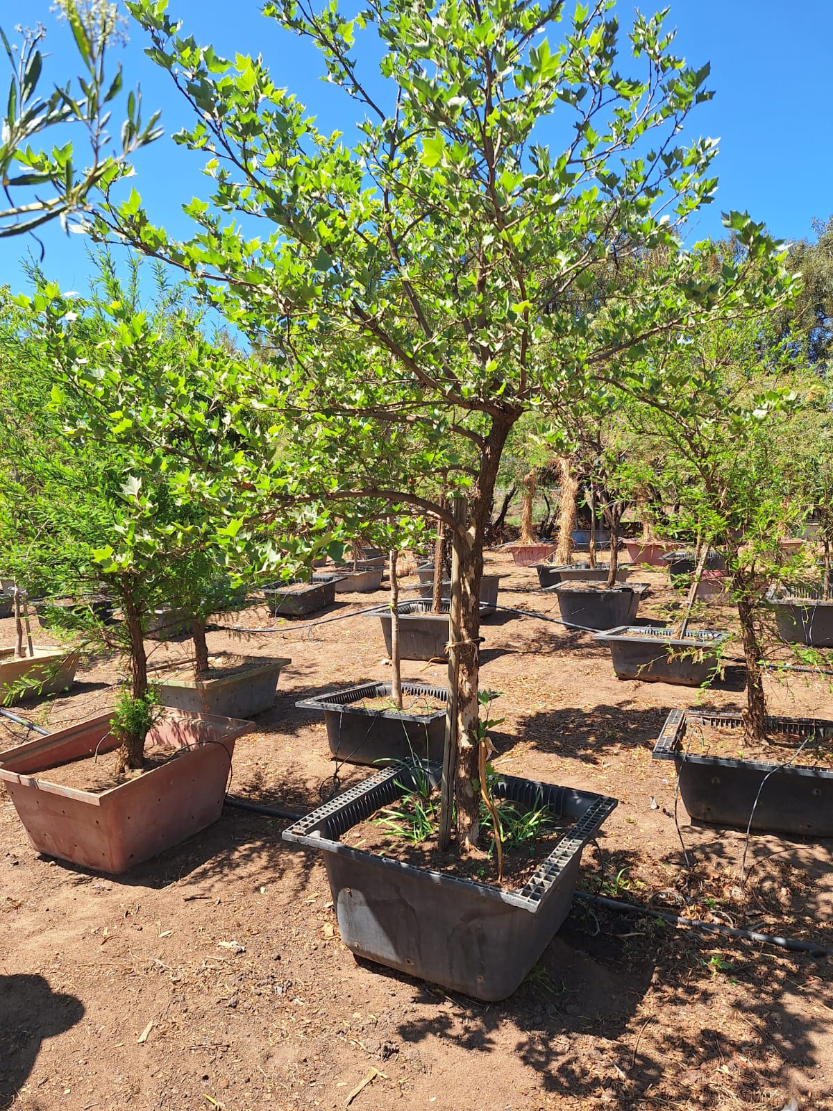 London Plane Tree | Guvies