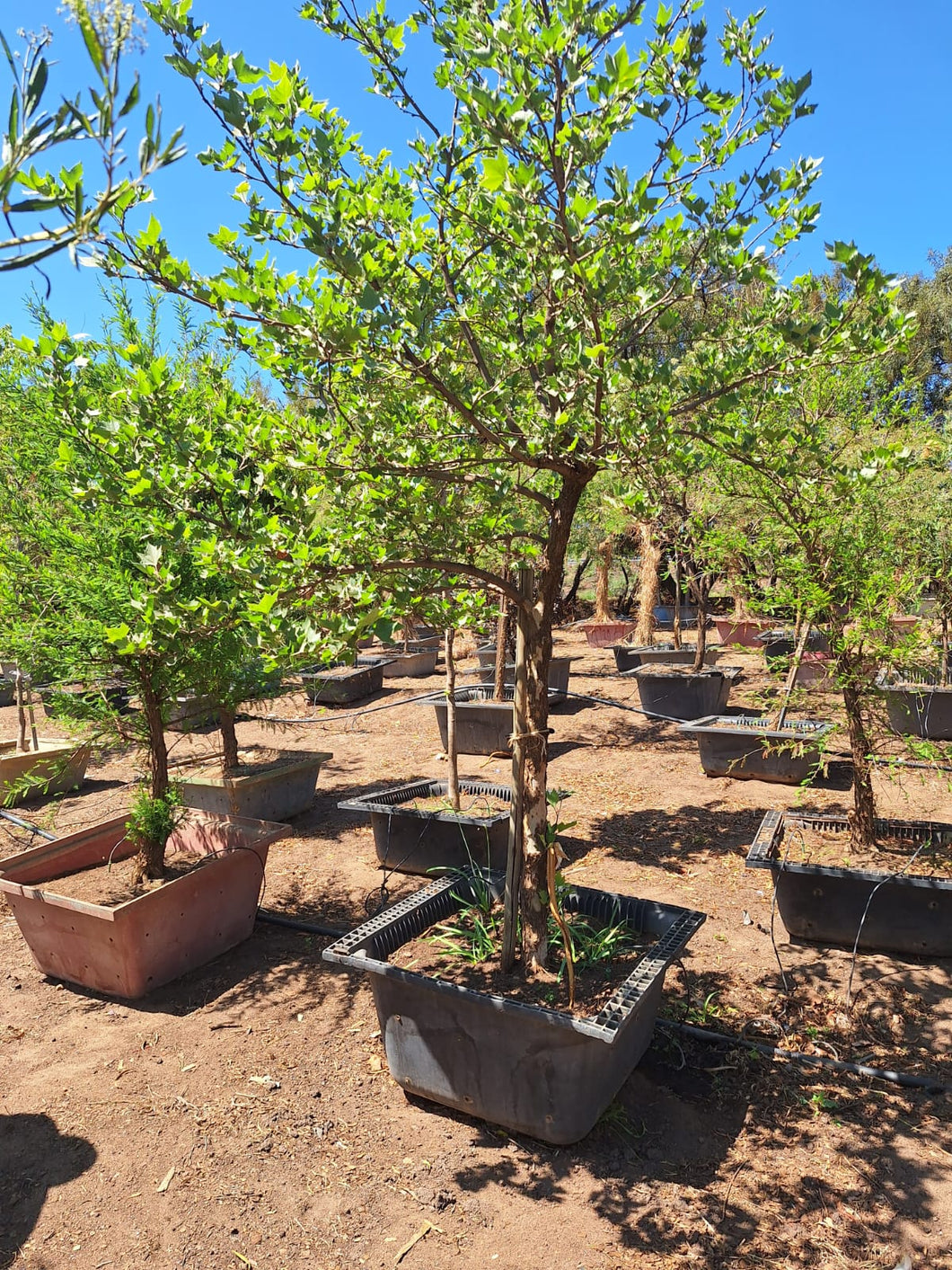 London Plane tree (Gauteng Only)