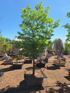 Celtis Africana Tree | Guvies