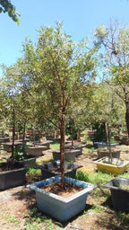 Rhus Lancea Karee Tree | Guvies