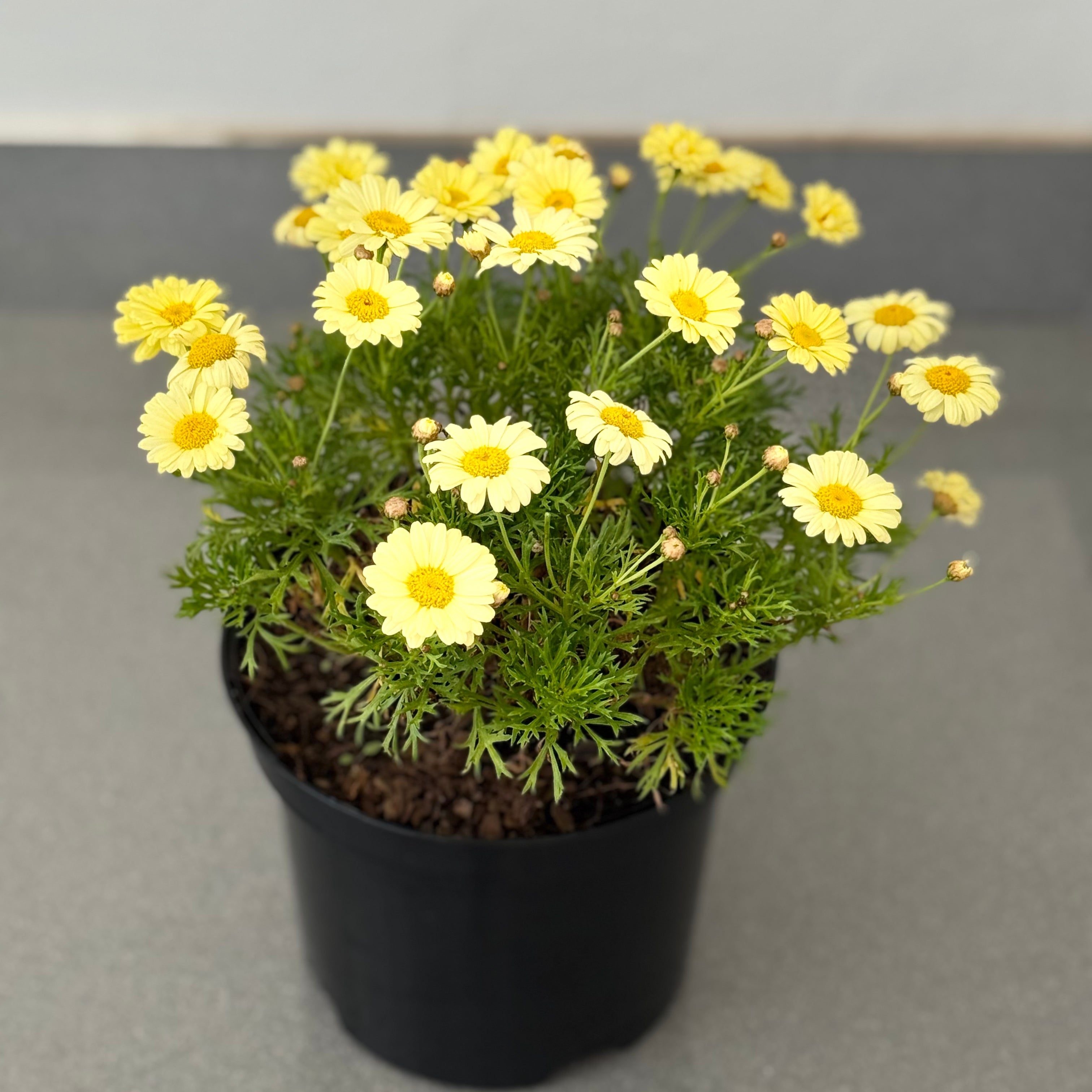 Marguerite Daisy | Guvies