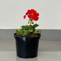 Pelargonium | Guvies