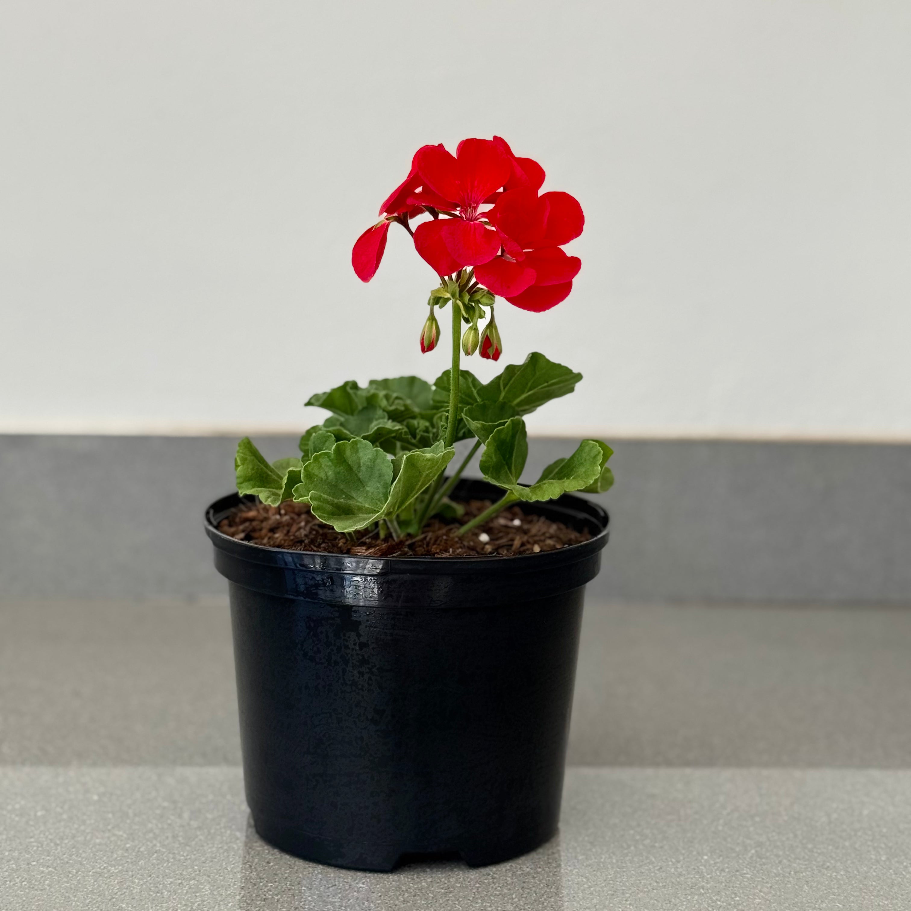 Pelargonium | Guvies