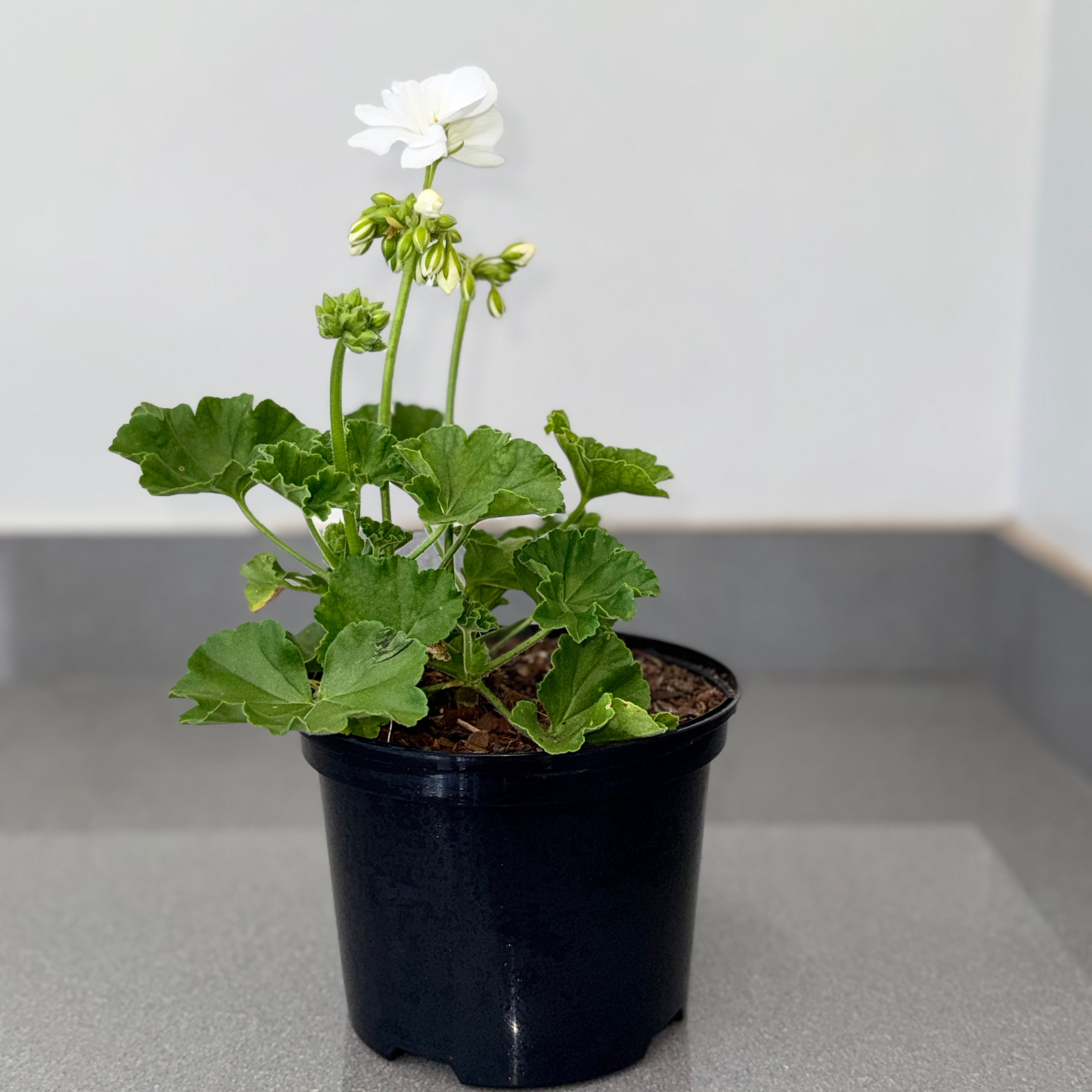 Pelargonium | Guvies