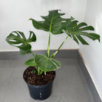Monstera Deliciosa | Guvies