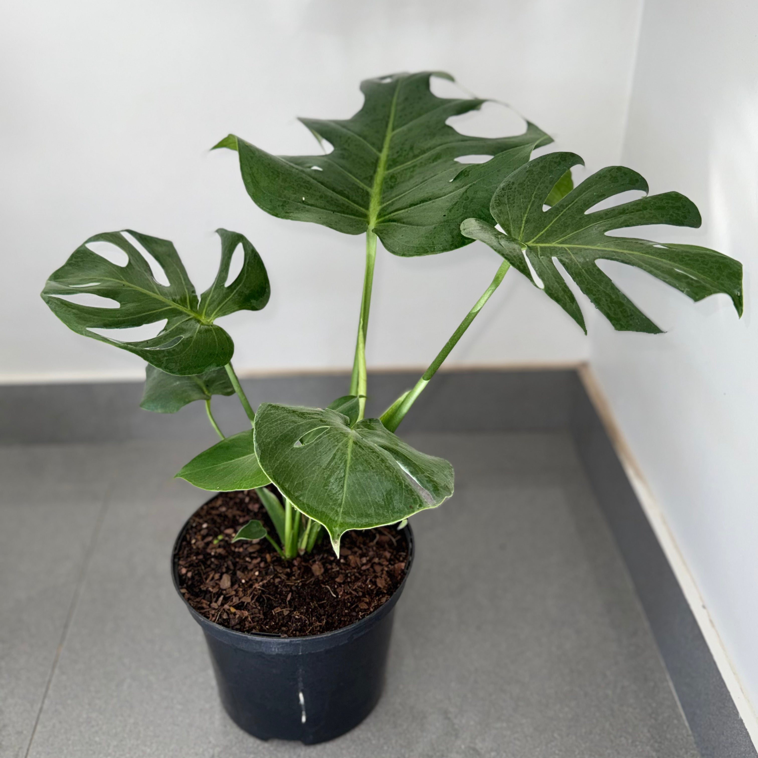 Monstera Deliciosa | Guvies
