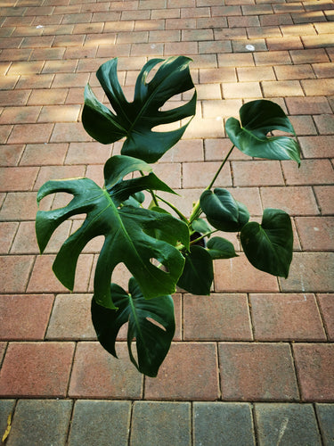 guvie's monstera deliciosa in 15 cm pot