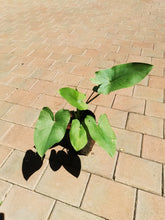 Load image into Gallery viewer, Arum Lily (4 litres)
