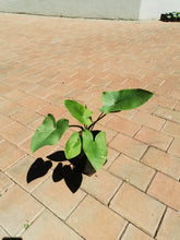 Load image into Gallery viewer, Arum Lily (4 litres)
