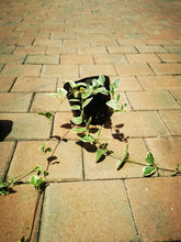 Load image into Gallery viewer, Vinca Vine (Vined Varing)
