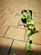 Load image into Gallery viewer, Vinca Vine (Vined Varing)
