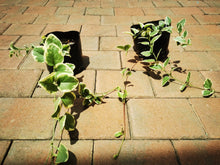 Load image into Gallery viewer, Vinca Vine (Vined Varing)
