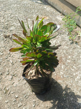 Load image into Gallery viewer, guvie&#39;s aeonium in 4 litre bag
