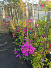 Load image into Gallery viewer, Bougainvillea
