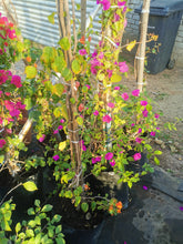 Load image into Gallery viewer, Bougainvillea
