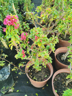 Bougainvillea