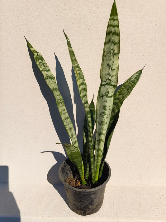 guvies sansevieria zeylanica