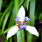 Neomarica Iris (4 litres)