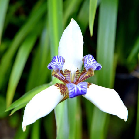 Neomarica Iris (4 litres)
