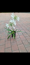 Load image into Gallery viewer, Guvies.co.za agapanthus white 4 litres
