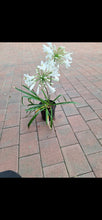 Load image into Gallery viewer, Guvies.co.za agapanthus white 4 litres
