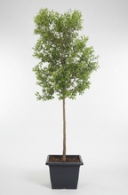 River Bushwillow Tree | Guvies