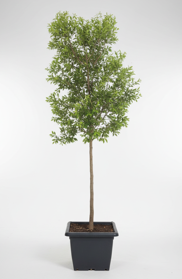 River Bushwillow Tree | Guvies