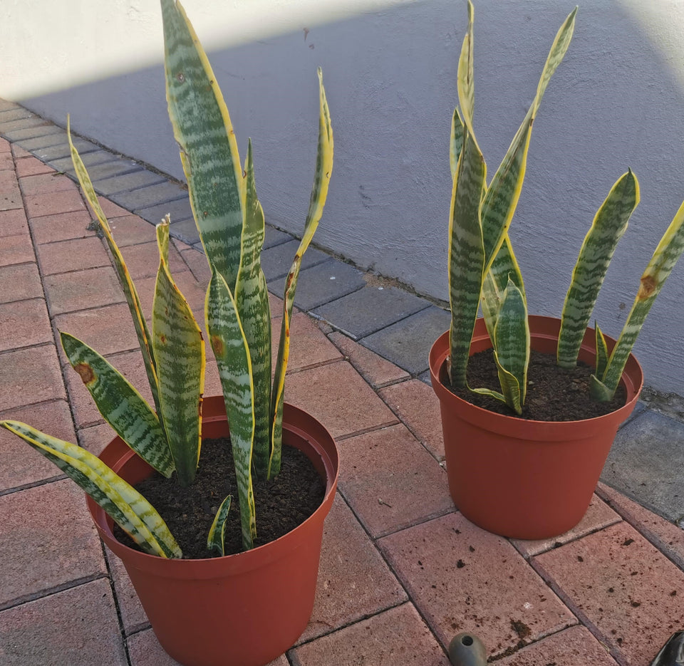 Sansevieria snake plant in 20 cm pot