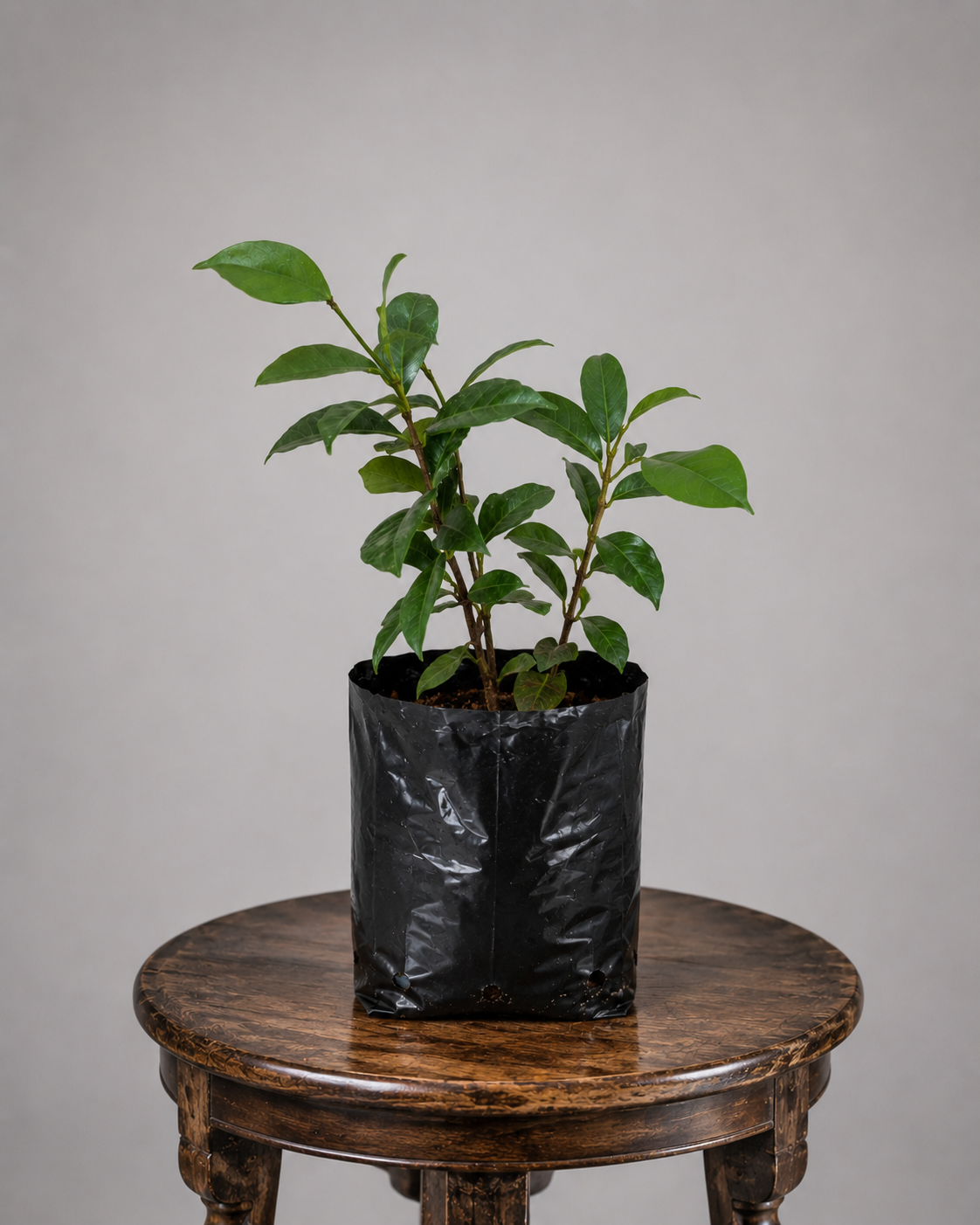 Star Jasmine | Guvies