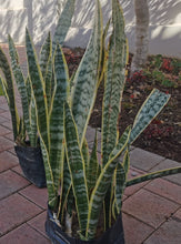 Load image into Gallery viewer, Sansevieria( Snake Plant) in 4 Litres bag.
