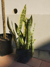 Load image into Gallery viewer, Sansevieria( Snake Plant) in 4 Litres bag.

