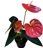 Pink Anthurium in 15cm pot.