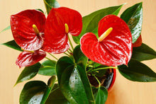 Load image into Gallery viewer, Pink Anthurium in 15 cm pot
