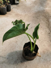 Load image into Gallery viewer, Guvies.co.za Arum Lily in 3 Litre bag
