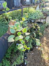 Load image into Gallery viewer,  Vinca Vine (Vined Varing) in 3 Litres bag
