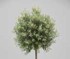 False Olive Tree | Guvies