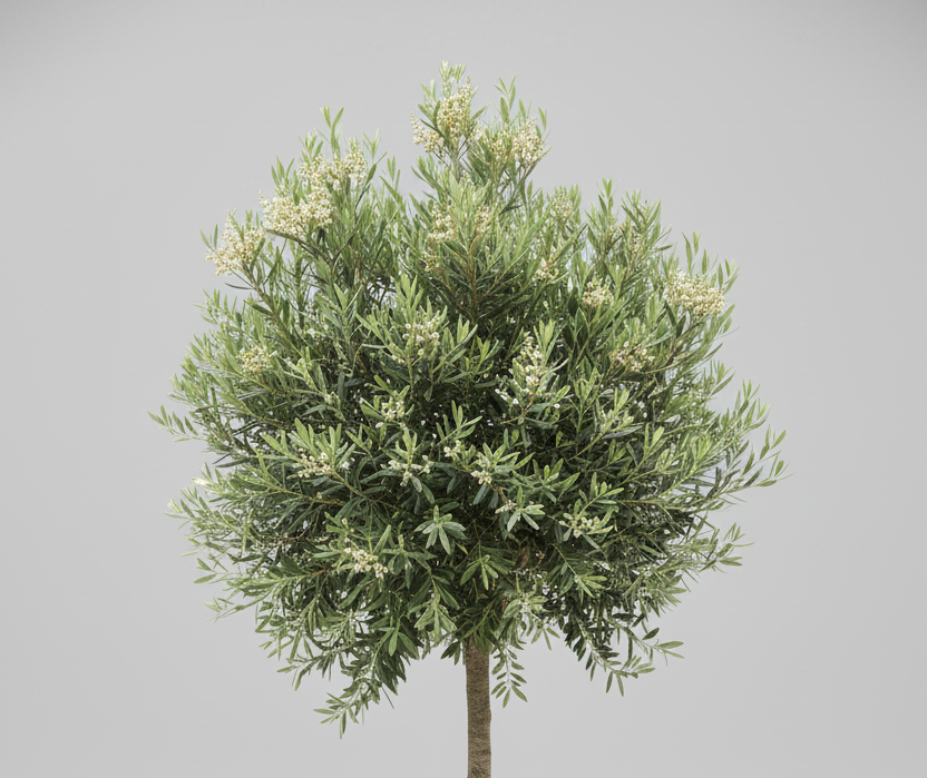 False Olive Tree | Guvies