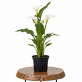 Calla Lily | Guvies
