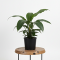 Cast Iron Plant | Guvies